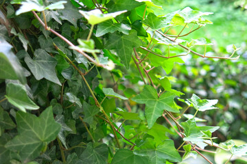 common climbing ivy (Hedera helix)