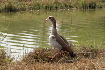 A bird standing on the shore of the Flamingo Lake in the United Arab Emirates