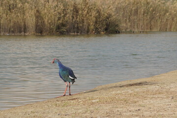 A blue bird standing on the shore of the Flamingo Lake in the United Arab Emirates