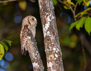 Owl perched on a tree trunk (1)