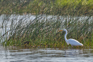 white heron in water near green grass