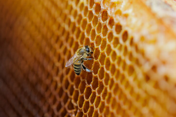 Honey bee on a wooden beekeeping frame with honeycomb. Concept of pollination, agriculture, organic...