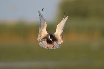 dramatic close-up of whiskered tern - Chlidonias hybrida in mid-flight, captured in the Danube...