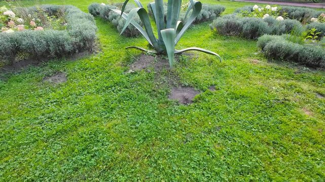 Hydrangea flowers, lavender bushes and Agave americana in a summer park.