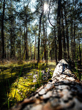 tree stump in the forest
