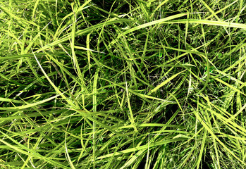 Field of lush green grass. Fresh natural meadow surface shows textured pattern of summer growth,