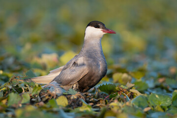 whiskered tern - Chlidonias hybrida standing on floating nest with egg. Photo from Danube Delta in Romania. Chlidonias hybrida hybrida.	