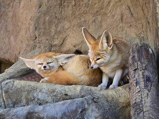 Fennec Foxes on Rock Ledge