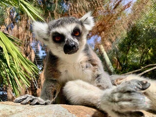 Ring-Tailed Lemur Close-Up with Raised Hand