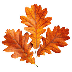 Autumn oak leaves isolated on transparent background