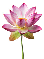 Obraz premium nature lotus flower isolated on white background png, ai generated
