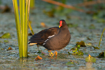 Common moorhen, Gallinule, waterhen - Gallinula chloropus staying on green leaves of water lila. Photo taken in Danube Delta in Romania.	