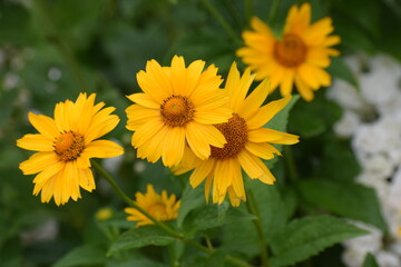 Close-up of Heliopsis flower blooming in garden