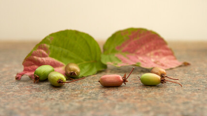 Several actinidia kolomikta berries scattered on a granite surface against the background of reddened liana leaves. Copy space. © ROMAN DZIUBALO