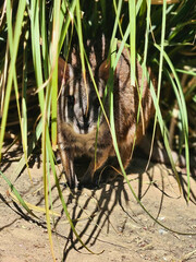 Obraz premium Wallaby Hidden in Grass