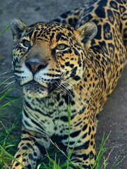 Jaguar Looking Up