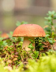 Close-up forest mushroom