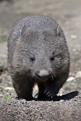 Tasmanian Wombat (Vombatus ursinus tasmaniensis)