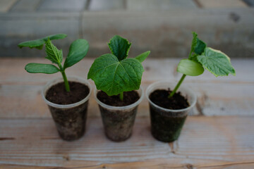 Cucumber seedlings in plastic cups.