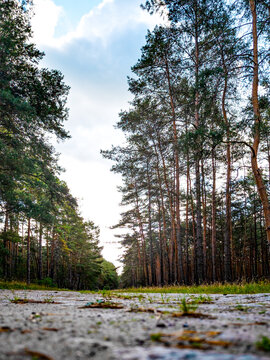 trees  along the way in the forest