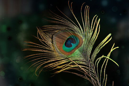 Fototapeta Peacock feather close up