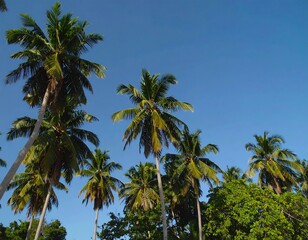 Palm trees against a vibrant blue sky