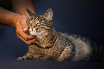 Domestic tabby cat enjoying human affection and gentle petting
