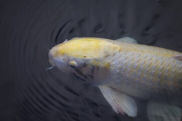 Pez Koi plateado en Hiroshima, Japón