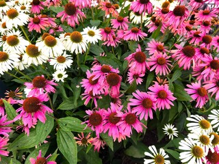 Top view of blooming pink and white echinacea coneflowers with vibrant petals and orange centers, lush summer garden scene,