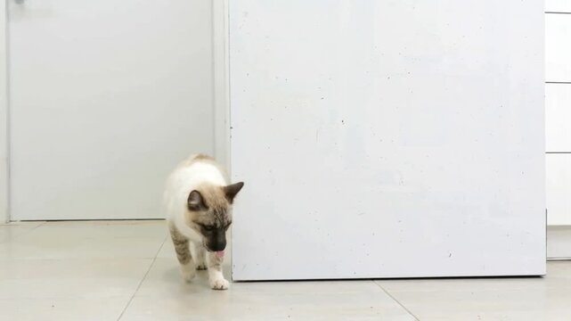 dog and cat peeking and looking arround in slow motion over a blank white board