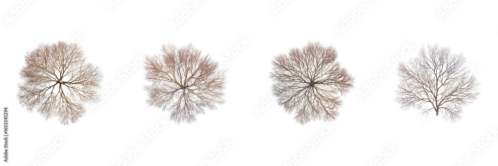 Poster bare winter trees from above set. nature's intricate patterns collection isolated on transparent bac