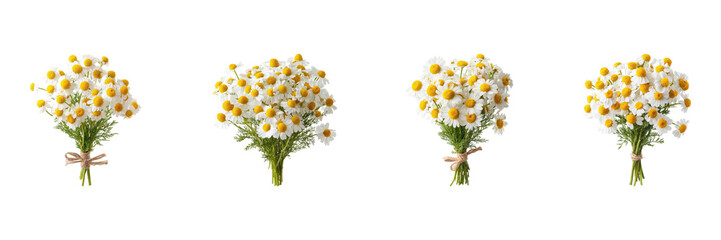 Bouquet Of Chamomile Flowers Set. Natural Floral Arrangements For Decor Collection Isolated On Transparent Background