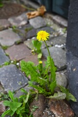 Dandelion growing between paving stones in an old city in Denmark.