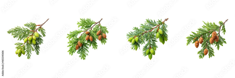 Poster cedar branches with cones set. nature and botanical study collection isolated on transparent backgro