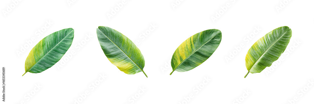 Poster tropical banana leaves set. nature and botanical design collection isolated on transparent backgroun