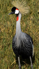 Grey crowned crane © ceamanu
