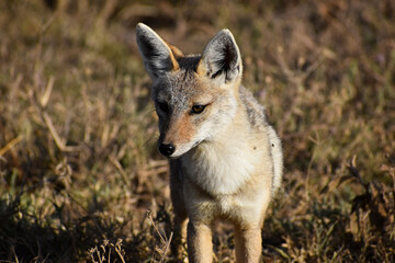red backed jackal