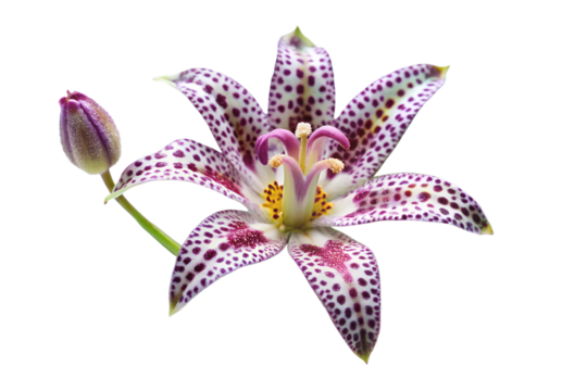 A single spotted lily flower with a purple bud, isolated on transparent background