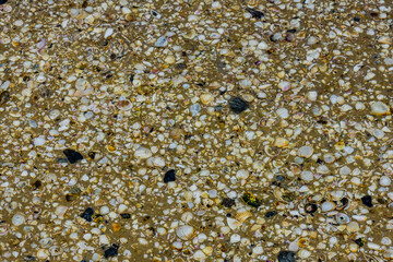 Background of the many sea shells. Natural pattern