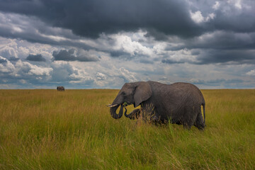 An elephant at Masai Mara National Reserve photographing during the day