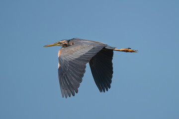 Purple Heron - Ardea purpurea with spanned wings in flight with blue sky in background. Photo from Danube Delta in Romania. Isolated.