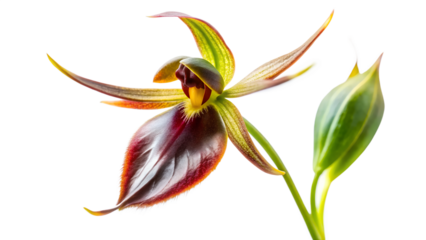 Closeup of a rare dark red and green orchid with a bud isolated on transparent background