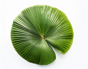 round palm tree leaf isolated on white or