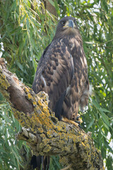 Juvenile White-tailed Eagle - Haliaeetus albicilla perched on a thick, mossy branch in the Danube Delta in Romania. Vertical.