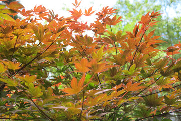 red hand-shaped false boldwood maple (Acer pseudosieboldianum)