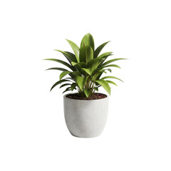 Potted Plant – Realistic Green Houseplant in Decorative Pot – Isolated on White Background – Transparent PNG