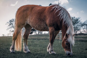 Fototapeta premium Brown horse with a flowing blonde mane feeding on grass in a scenic rural landscape.