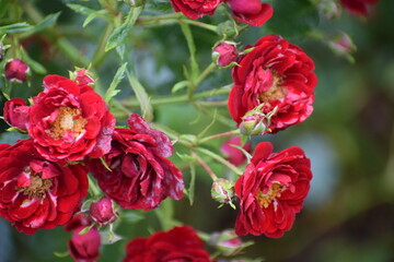 Beautiful red roses in full bloom