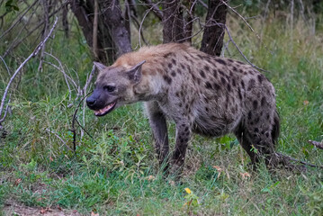 A spotted hyena pauses in the tall grass, partially hidden by the forest edge. The animal's...