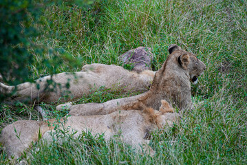 Several lions lie together in the tall green grass of the South African wilderness, blending into their natural habitat as they rest and observe their surroundings.